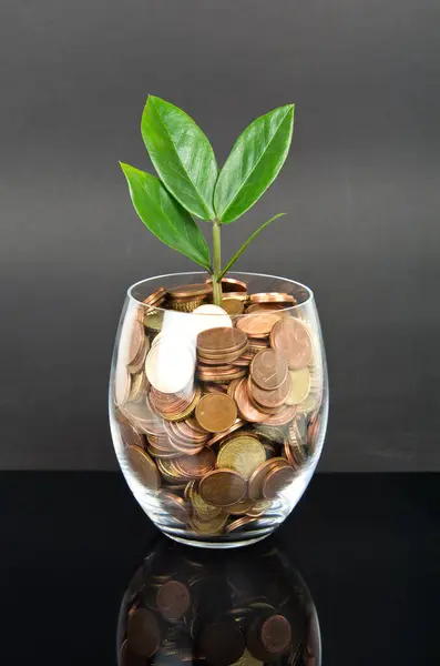Plant Euro Cents Glass — Stock Photo, Image