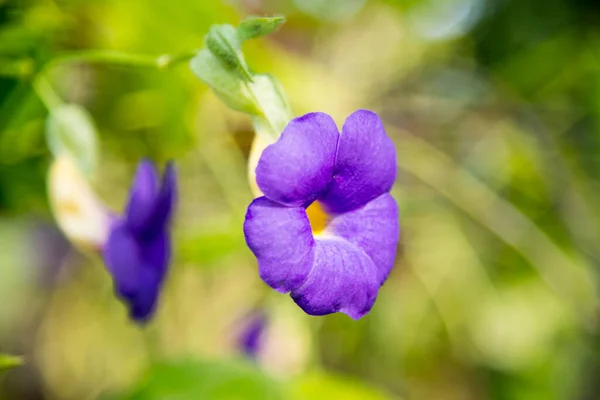 Schöne Blühende Blumen Floraler Hintergrund — Stockfoto