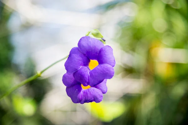 Vackra Blommor Som Växer Trädgården — Stockfoto