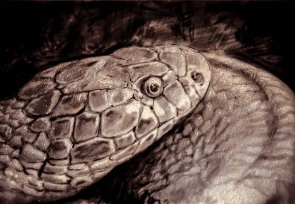 Náčrtek Digitálním Tabletu Hadí Hlavou — Stock fotografie