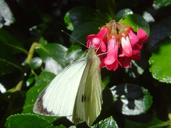 Vista Cerca Mariposa Naturaleza — Foto de Stock
