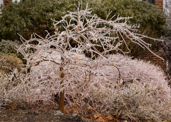 氷に覆われた枝つららを溶融を開始 — ストック写真