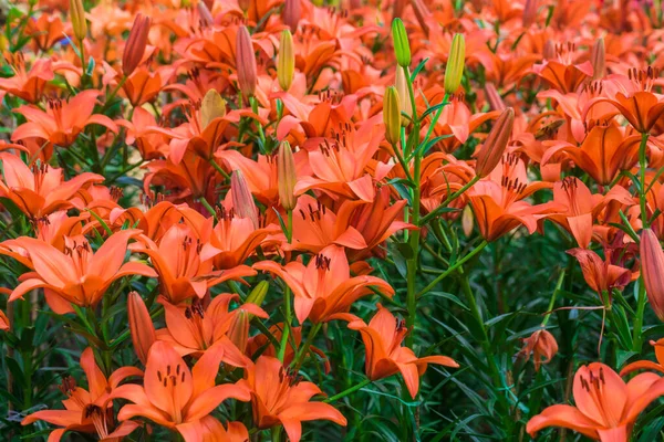 Hermosos Lirios Brotes Color Naranja Hermoso Fondo Floral —  Fotos de Stock
