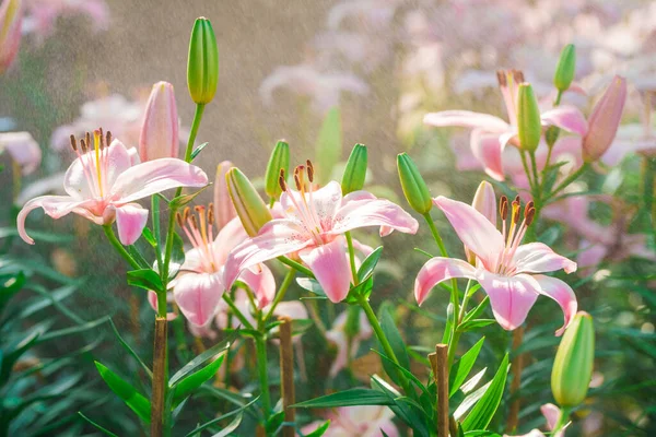 Lindas Flores Florescentes Cenário Floral — Fotografia de Stock