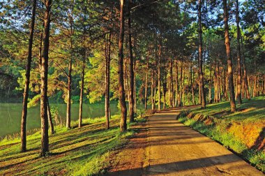 Pang Ung Orman Çiftliği, Maehongson Eyaleti, Tayland 'ın kuzeyi