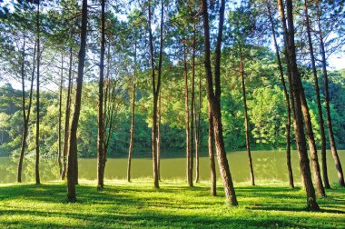 Pang Ung Orman Çiftliği, Maehongson Eyaleti, Tayland 'ın kuzeyi