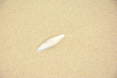 Ölü mürekkep balığının iç kabuğu ya da kemiği. 