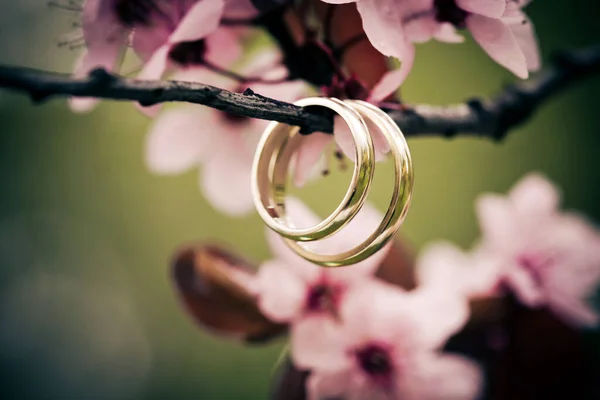 Δαχτυλίδια Γάμου Κοντινό Ροζ Κεράσι Λουλούδια — Φωτογραφία Αρχείου