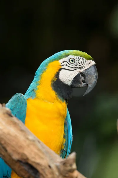 Papuga Papuga Gałęzi Drzewa — Zdjęcie stockowe