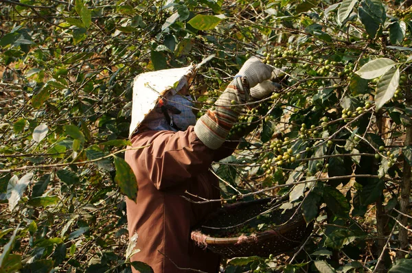 Kahve Buğdayını Hasat Eden Çiftçi — Stok fotoğraf