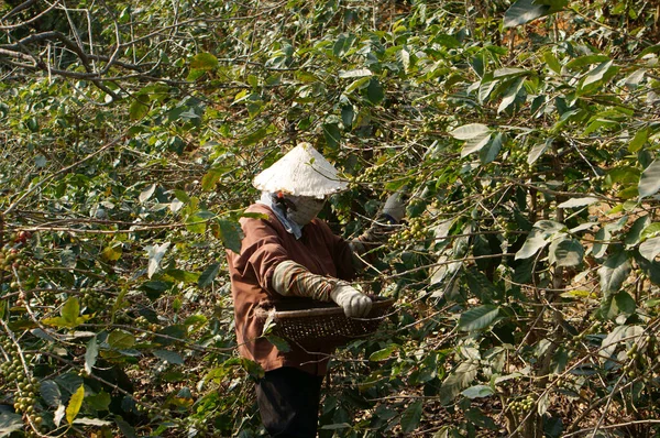 Farmer harvesting coffee grain