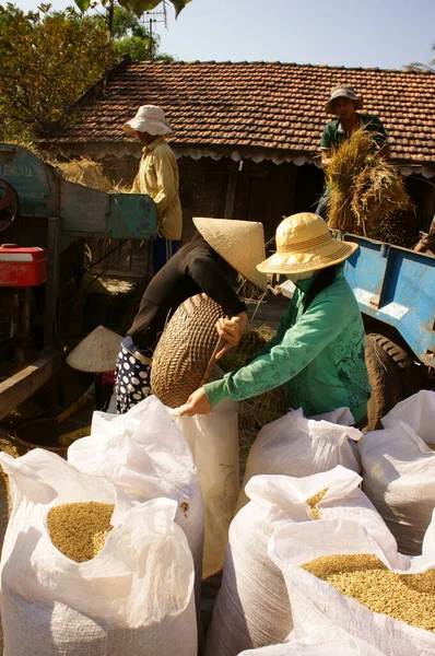 Agricultor Cosechando Grano Arroz Por Trilladora —  Fotos de Stock