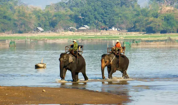 mahout riding elephant on river coast