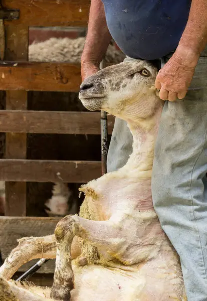 Farmer Holding Sheep Head Shearing — Stock Photo, Image