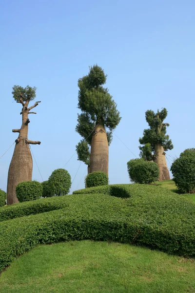 Parktaki Şişe Ağaçları — Stok fotoğraf