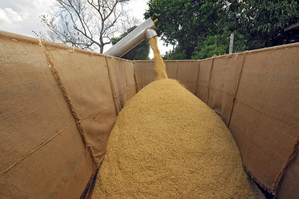 在稻田收获期间在农场中联合谷物 — 图库照片