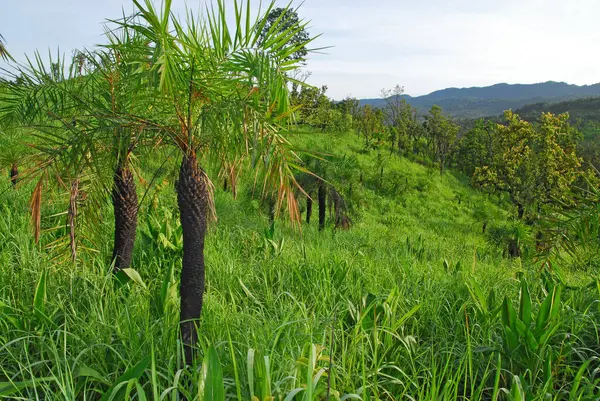 Sago Palm Nature — Stock Photo, Image
