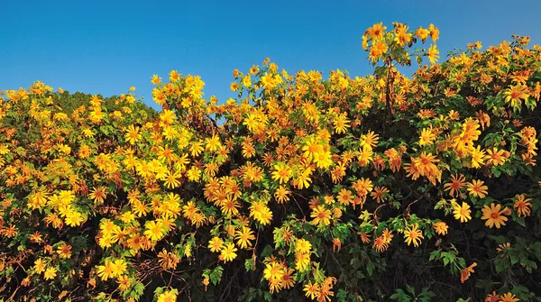 Tung Bua Tong Mexican Sunflower Blue Sky Maehongson — Stock Photo, Image