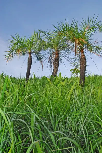 Sago Palm Trees Nature — Stock Photo, Image