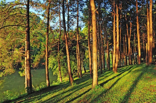 Piantagioni Forestali Pang Ung Provincia Maehongson Nord Tha — Foto Stock