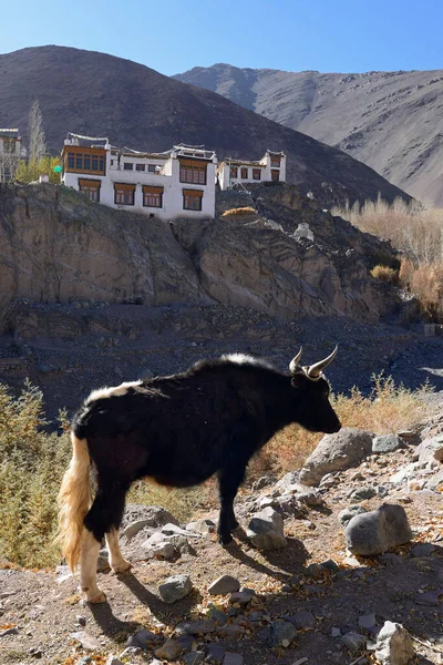Yak Údolí Ladakh Indie — Stock fotografie
