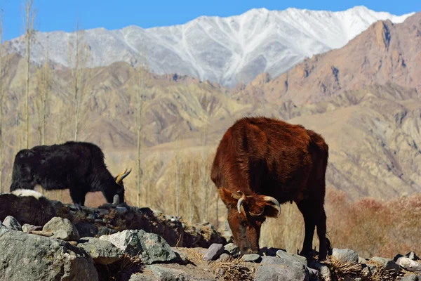 Yak Údolí Ladakh Indie — Stock fotografie