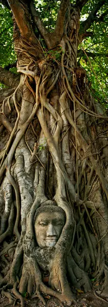 Ват Махата Будда Голова Дереве Аюттхая — стоковое фото