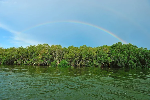マングローブの虹 — ストック写真