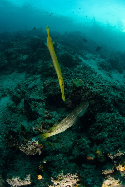 Trumpetfish Útesů Mabul Oceánu Sipadan Malajsie — Stock fotografie