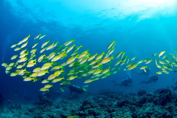 Yellow Runner School Fish Sipadan Malaysia Amazing Underwater World Concept — Stock Photo, Image