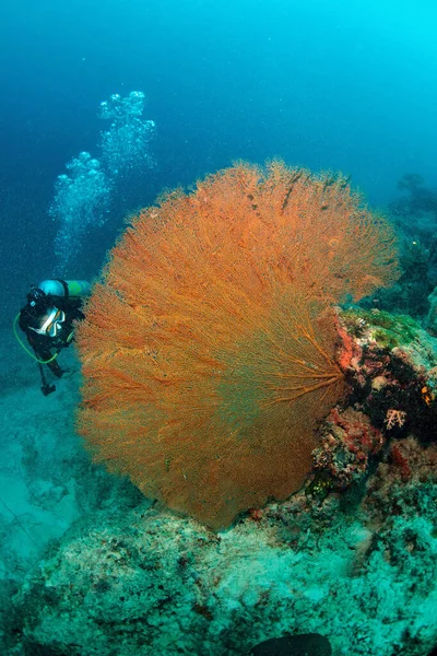 Giant Seafan Diver Underwater Sipadan Malaysia Amazing Underwater World Concept — Stock Photo, Image