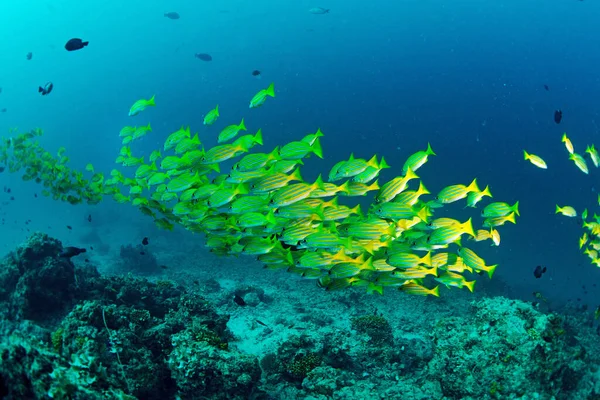 Gele Runner Schoolvis Sipadan Maleisië Verbazingwekkend Onderwater Wereld Concept — Stockfoto