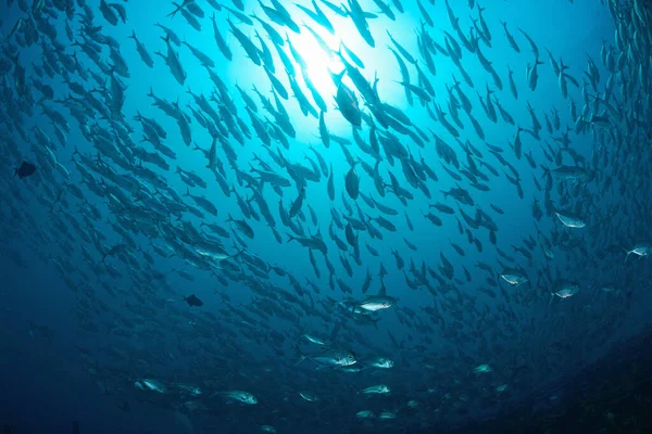 在马来西亚喀帕拉邦马布尔的人工礁的大麻哈鱼群 惊人的水下世界概念 — 图库照片