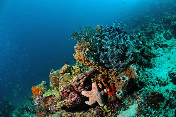 马来西亚马布尔的海星和羽星 惊人的水下世界概念 — 图库照片