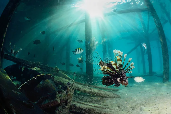 Leeuwenvis Het Duikcentrum Mabul Sipadan Maleisië Verbazingwekkend Onderwater Wereld Concept — Stockfoto