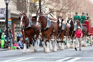 Budweiser Clydesdales St. Patrick Geçit Töreni 'nde kasıla kasıla yürüyor