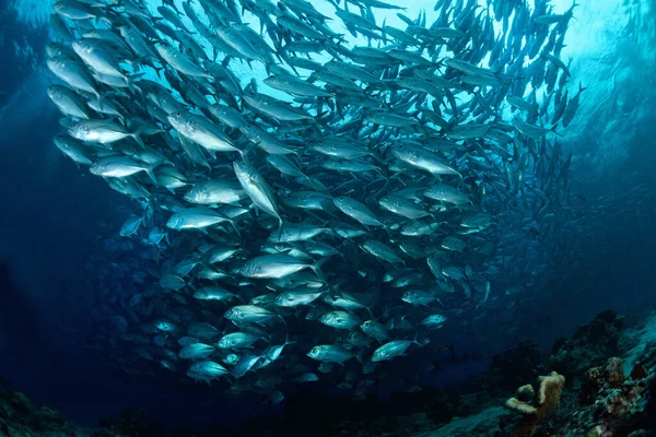 School Van Jackfish Sipadan Island Borneo Maleisië Verbazingwekkend Onderwater Wereld — Stockfoto