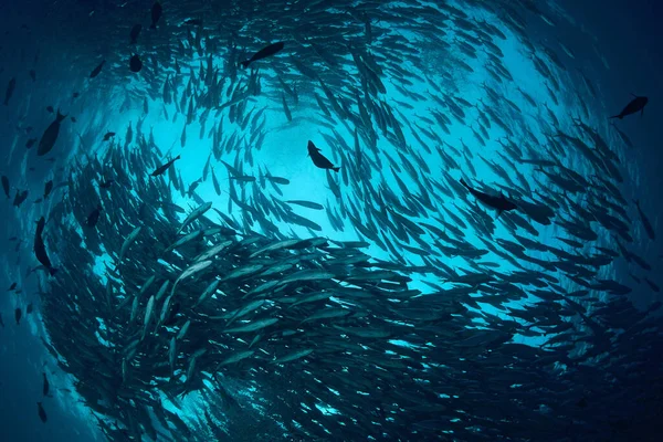 School Van Jackfish Sipadan Island Borneo Maleisië Verbazingwekkend Onderwater Wereld — Stockfoto