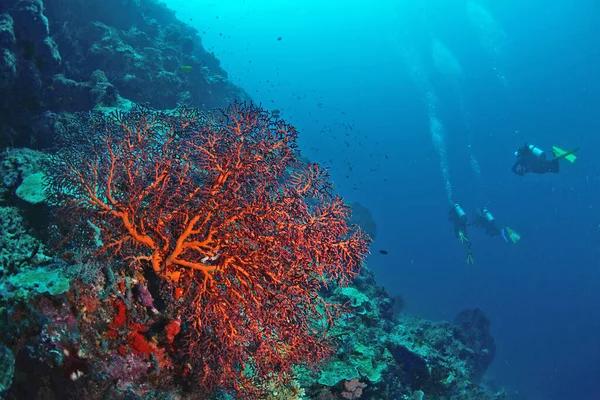 Olbrzymi Wiatrak Morski Pod Wodą Sipadan Malezja Niesamowita Koncepcja Podwodnego — Zdjęcie stockowe