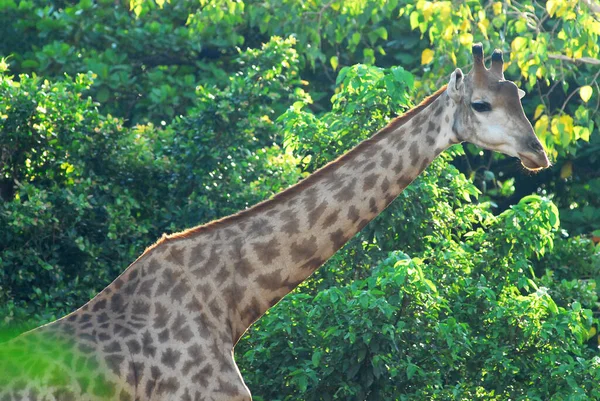 Belle Girafe Dans Habitat Naturel — Photo