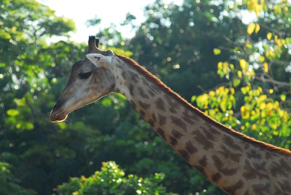 Girafa Cabeça Perto — Fotografia de Stock