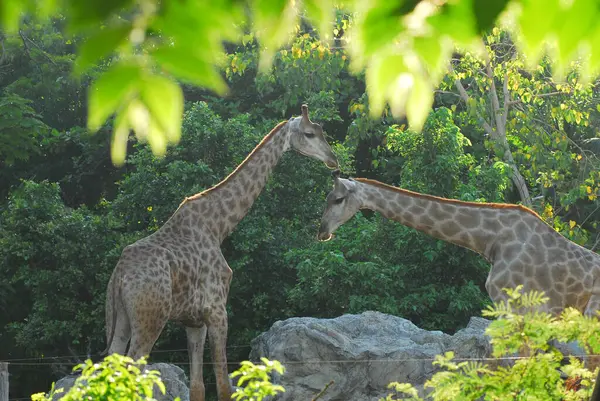 Girafa Fêmea Com Seus Filhotes — Fotografia de Stock