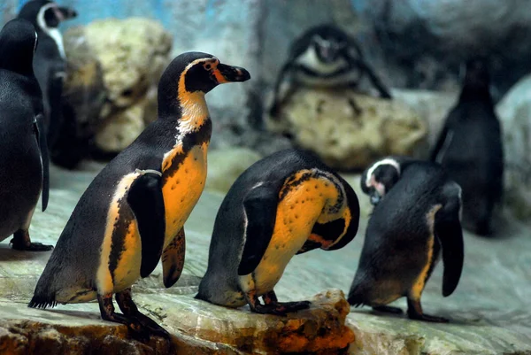 ペンギン ロック 動物園 — ストック写真