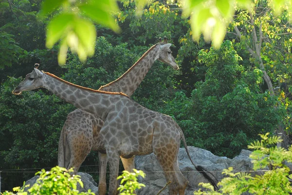 Girafe Femelle Avec Son Jeune — Photo