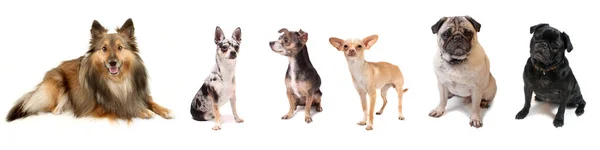 Gruppe Kleiner Hunde Auf Weißem Hintergrund — Stockfoto