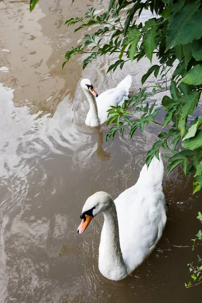 Dois Cisnes Curiosos Rio Cidade — Fotografia de Stock