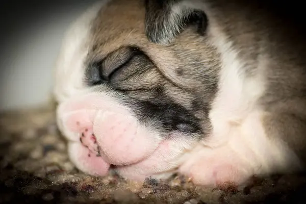 Entzückende Schlafende Neugeborene Welpen — Stockfoto