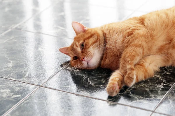 Χαριτωμένη Γάτα Στο Πάτωμα — Φωτογραφία Αρχείου