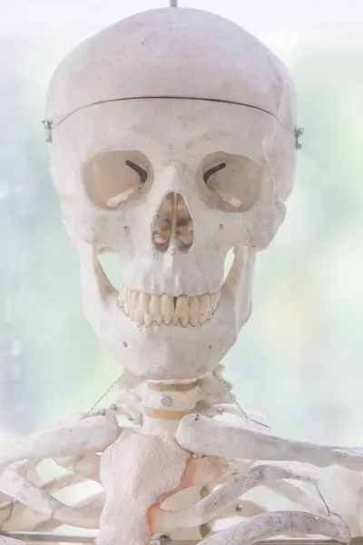 Esqueleto Humano Cerca — Foto de Stock