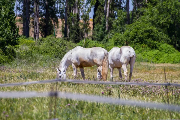 Группа Лошадей Пасущихся Зеленом Пастбище Испанские Лошади — стоковое фото
